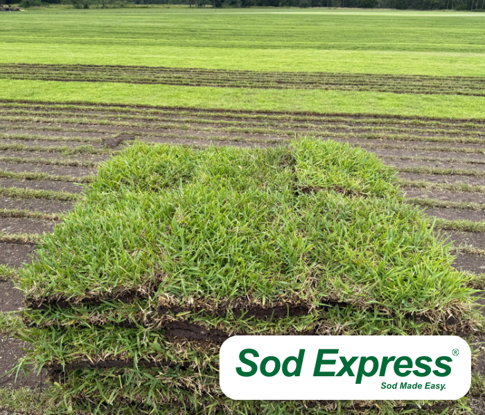 St. Augustine Sod (400 sq. ft.)